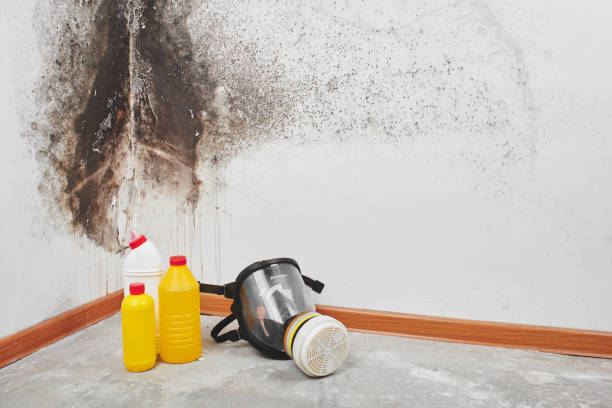 Best Local Mold Removal Service  in Cullman, AL