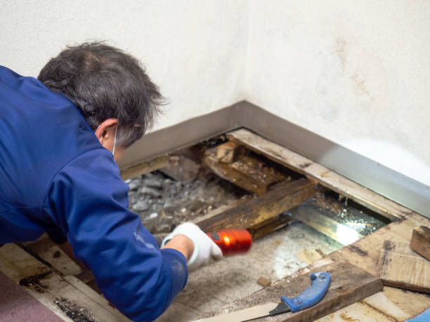 Best Certified Mold Removal  in Cullman, AL