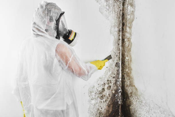 Best Crawl Space Mold Removal  in Cullman, AL