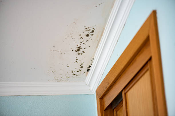 Best Toxic Mold Removal  in Cullman, AL