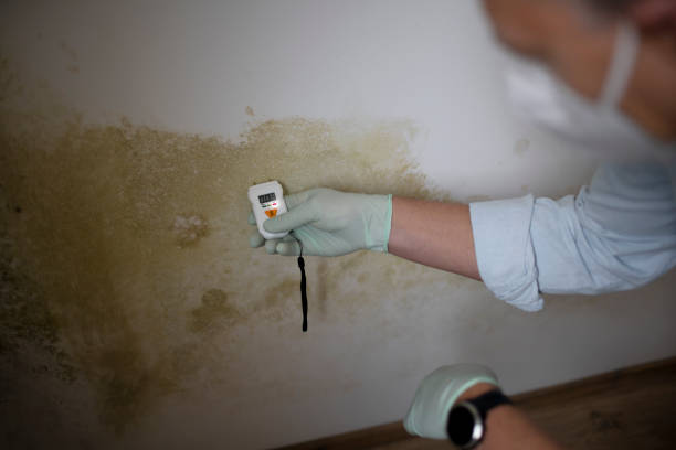 Best Mold Removal Process  in Cullman, AL